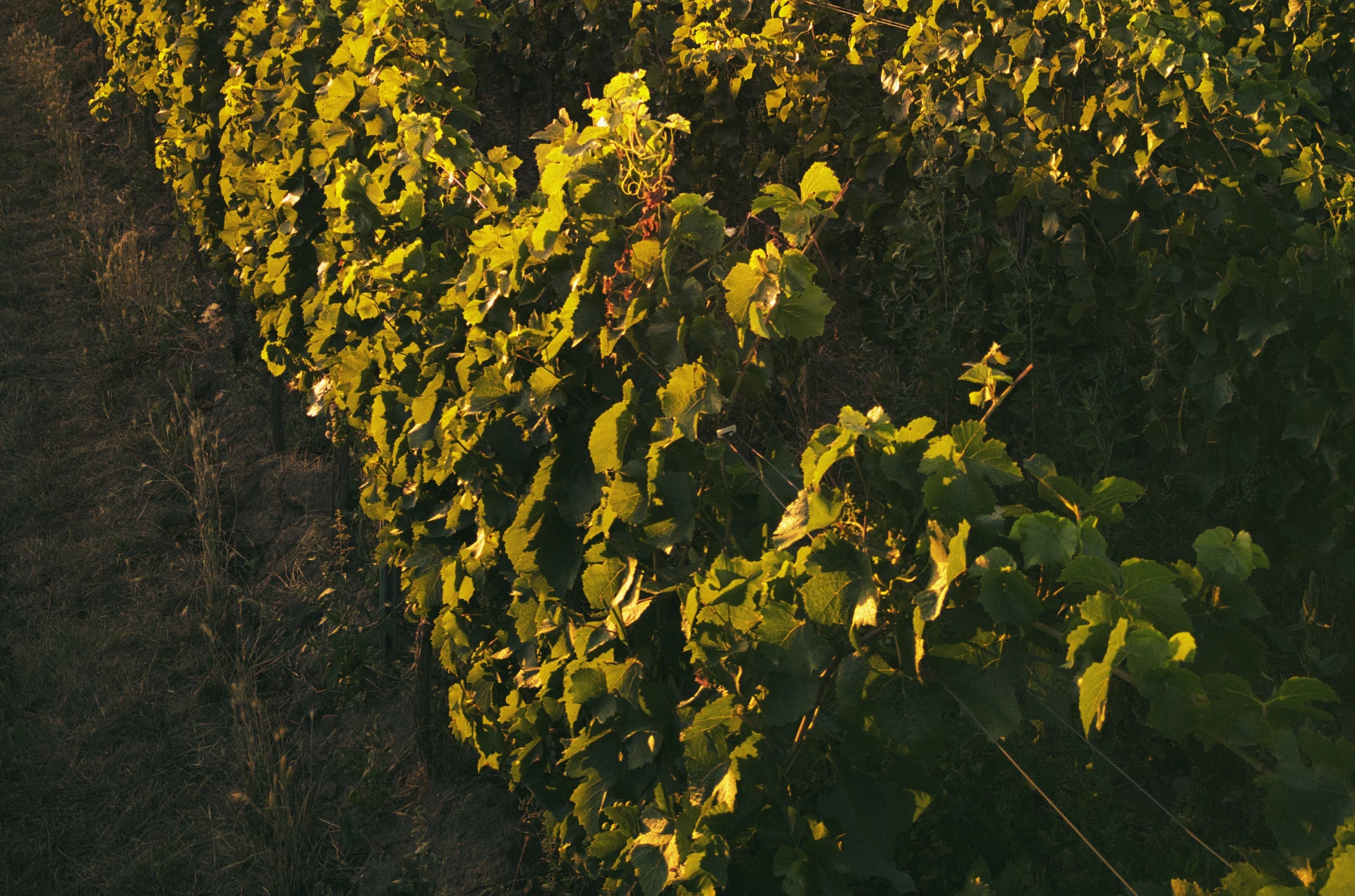 Weinreben
